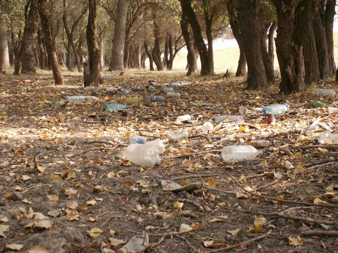 Peturi pe malul Dunarii in apropiere de Grindu