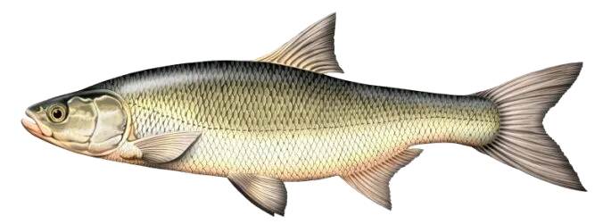 Avatul (Aspius aspius) 