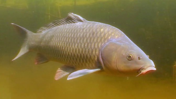 Crap (Cyprinus carpio)