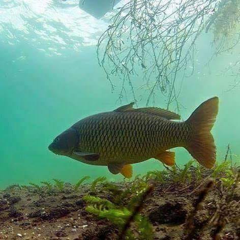 Crap (Cyprinus carpio)