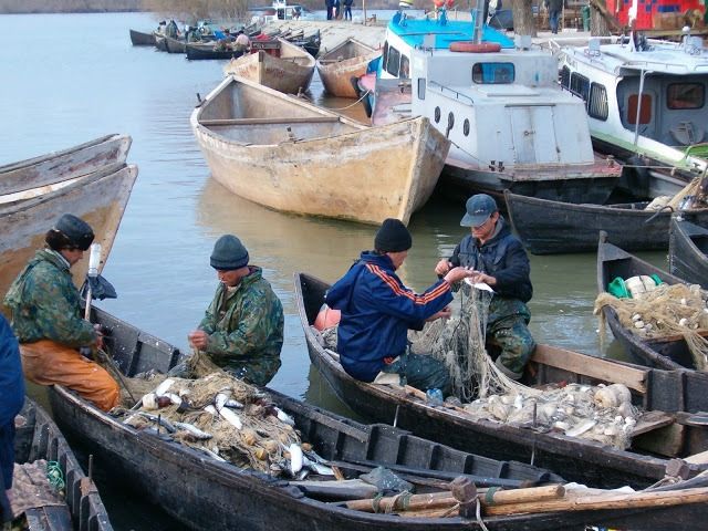 S-a dat liber la scrumbie pe sectorul Dunarii de la Marea Neagra pana la Ceatal Chilia